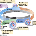 30 Cells Alive Cell Cycle Worksheet Education Template