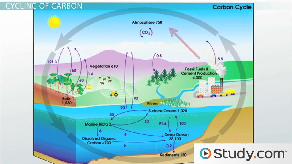 32 Carbon Cycle Worksheet High School Support Worksheet