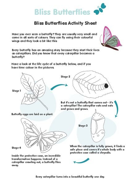 3rd Grade Life Cycle Of A Butterfly Printables Instantworksheet