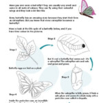 3rd Grade Life Cycle Of A Butterfly Printables Instantworksheet