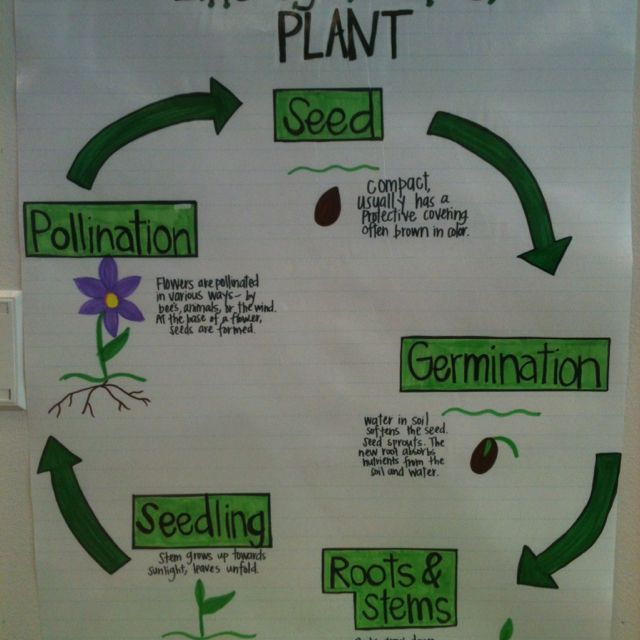 3rd Grade Science Lesson Plans Plant Life Cycle Science Lessons 