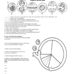 6 THE CELL CYCLE WORKSHEET