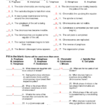 7 Mitosis Animal Cells Worksheet Worksheeto