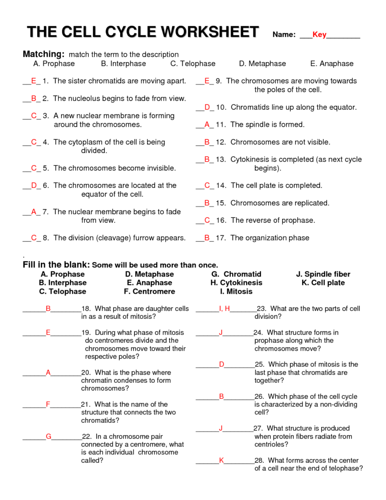 7 Mitosis Animal Cells Worksheet Worksheeto