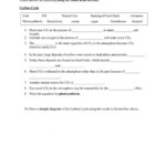 8 Integrated Science Cycles Worksheet Sulfur Cycle Carbon Cycle