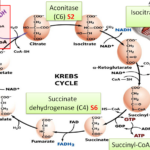 8 Steps Of Citric Acid Cycle Krebs Cycle And Enzymes Involved In Each