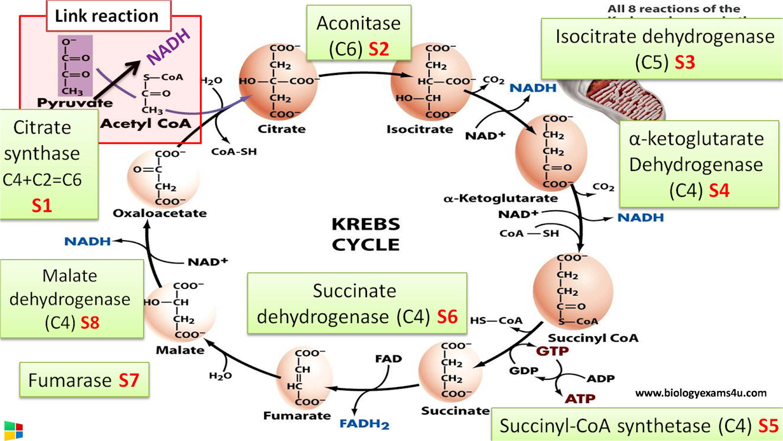 8 Steps Of Citric Acid Cycle Krebs Cycle And Enzymes Involved In Each 