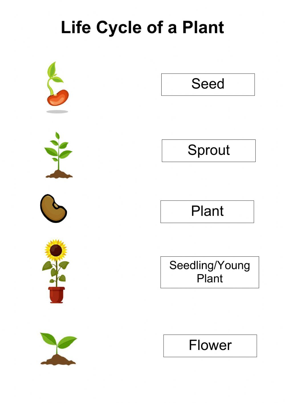 Actividad De Life Cycle Of A Plant