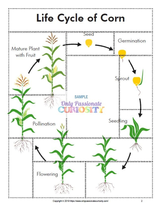 All About Corn Life Cycle Unit Study Only Passionate Curiosity
