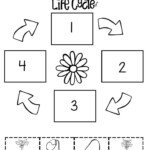 All About Plants Plant Life Cycle Plant Life Cycle Worksheet Flower