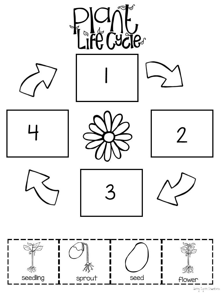 All About Plants Plant Life Cycle Worksheet Plant Life Cycle Flower Life Cycle Preschool