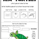 All About Sea Turtles Turtle Life Turtle Life Cycle Sea Turtle Life