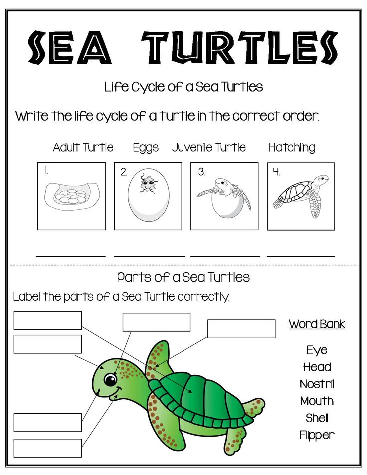 All About Sea Turtles Turtle Life Turtle Life Cycle Sea Turtle Life 