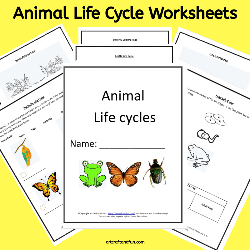 Animal Life Cycle Worksheets