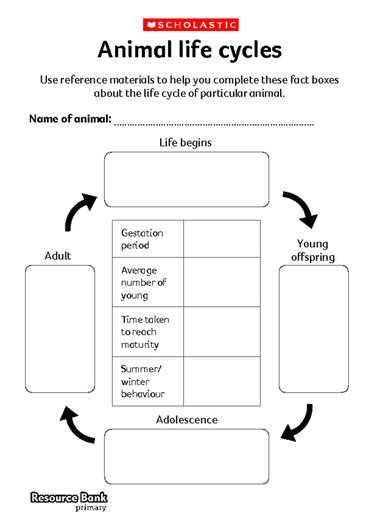 Animal Life Cycles Primary KS2 Teaching Resource Scholastic