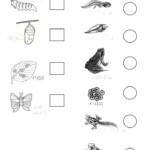 Animal Life Stages Worksheet Free ESL Printable Worksheets Made By