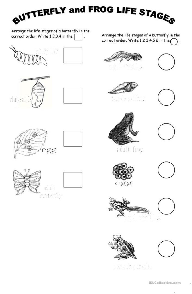 Animal Life Stages Worksheet Free ESL Printable Worksheets Made By 