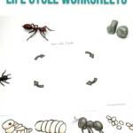 Ant Life Cycle Worksheets Ant Life Cycle Life Cycles Kindergarten