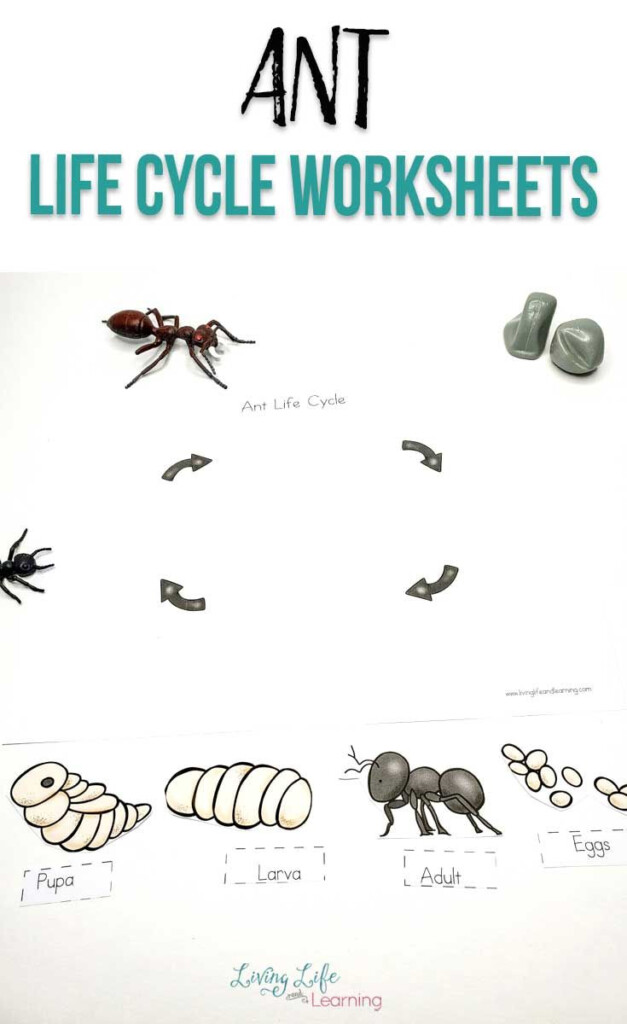 Ant Life Cycle Worksheets Ant Life Cycle Life Cycles Kindergarten 