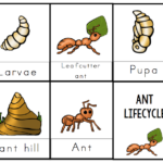 Ant Lifecycle Printable 2 Preschool Printables