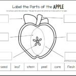 Apple Life Cycle Worksheets Mamas Learning Corner