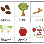 Apple Seed Life Cycle Sequence Cards Apple Preschool Preschool Apple