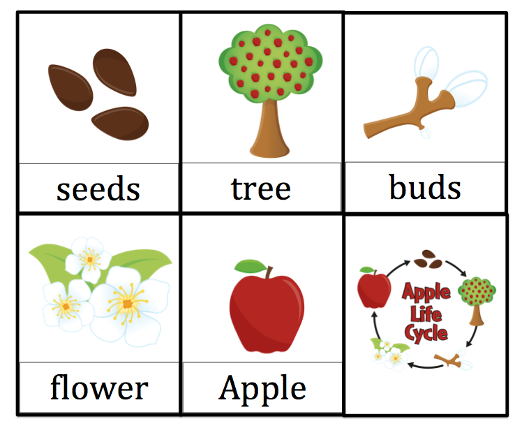 Apple Seed Life Cycle Sequence Cards Apple Preschool Preschool Apple 