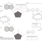 Atp Adp Cycle Worksheet Answers Free Download Gmbar co