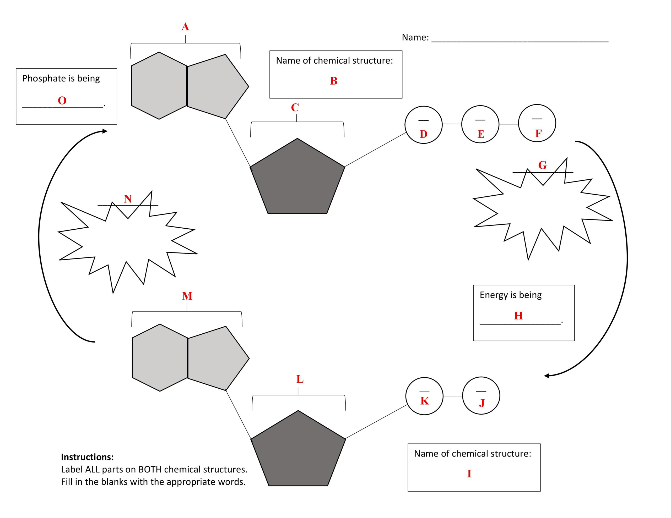  Atp Adp Cycle Worksheet Answers Free Download Gmbar co