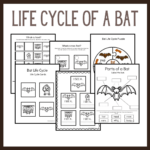 Bat Life Cycle Worksheets For Preschoolers