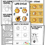 Bee Life Cycle Activities And Worksheets Bee Life Cycle Life Cycles