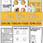 Bee Life Cycle Activities And Worksheets Bee Life Cycle Teaching