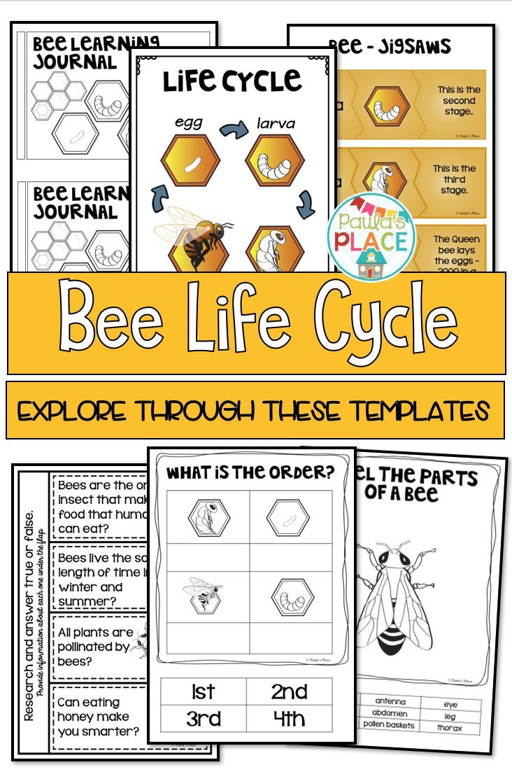 Bee Life Cycle Activities And Worksheets Bee Life Cycle Teaching 