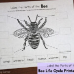 Bee Life Cycle Worksheets Bee Life Cycle Bee Activities Life Cycles