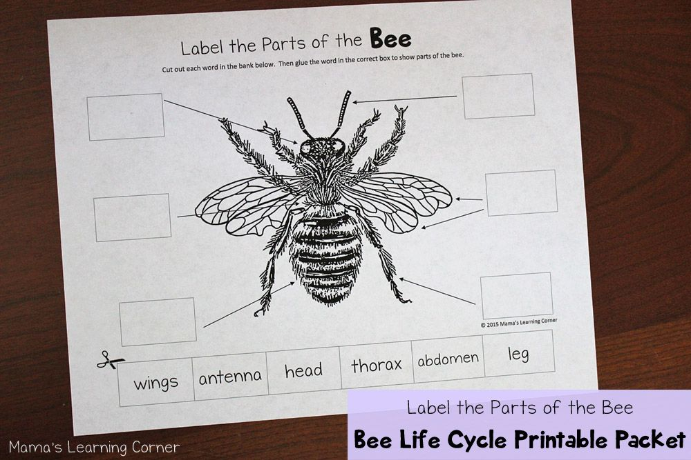 Bee Life Cycle Worksheets Bee Life Cycle Bee Activities Life Cycles