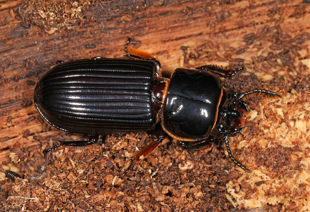 Bess Beetle Odontotaenius Disjunctus Leesylvania State Flickr