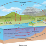 Biogeochemical Cycles Microbiology