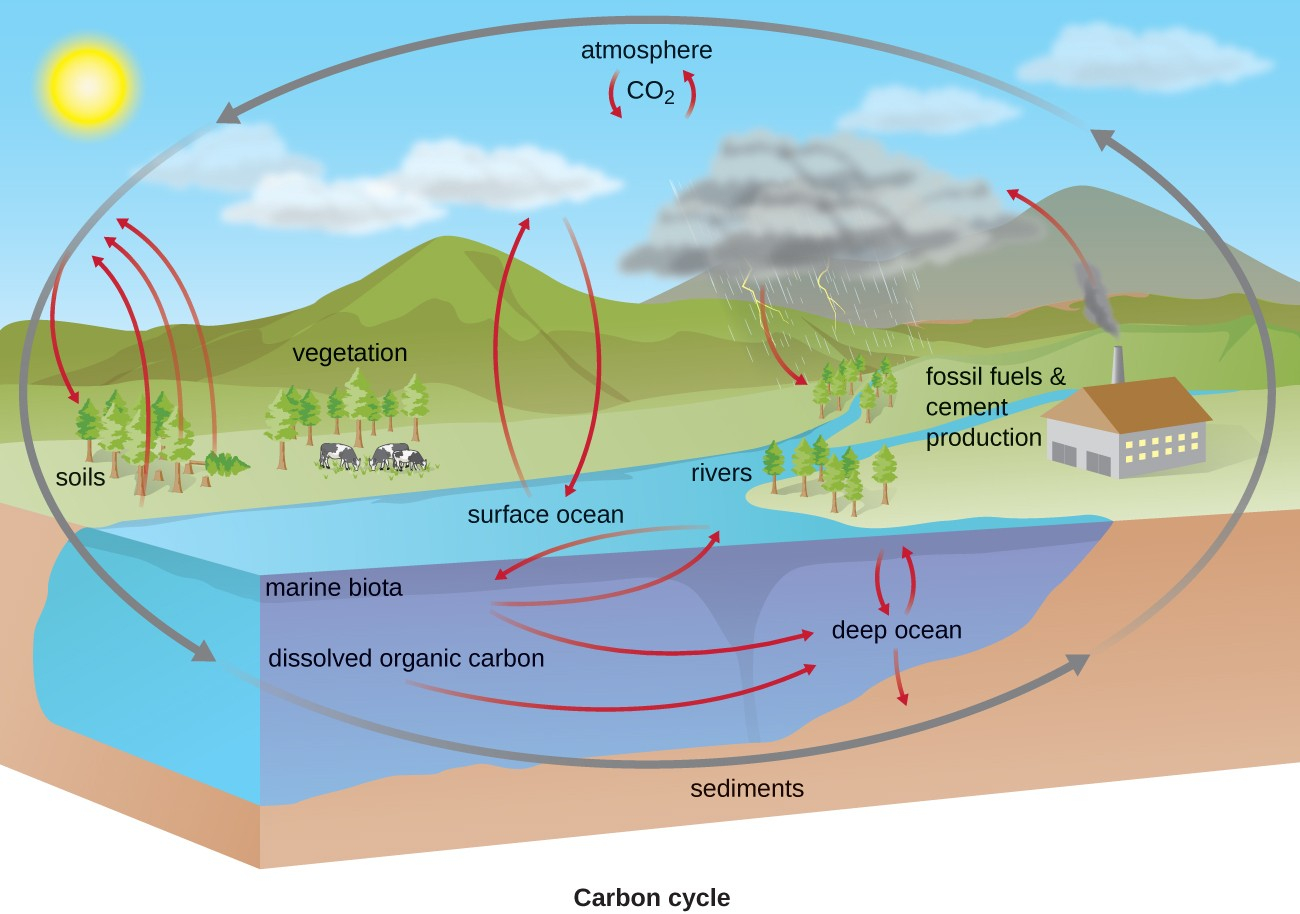 Biogeochemical Cycles Microbiology