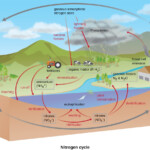 Biogeochemical Cycles Microbiology Course Hero