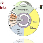 Bozeman Cell Division Cell Division