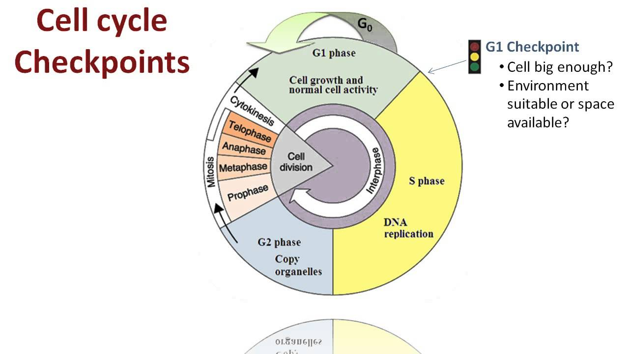 Bozeman Cell Division Cell Division