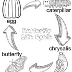 Butterfly Life Cycle Butterfly Life Cycle Preschool Life Cycles