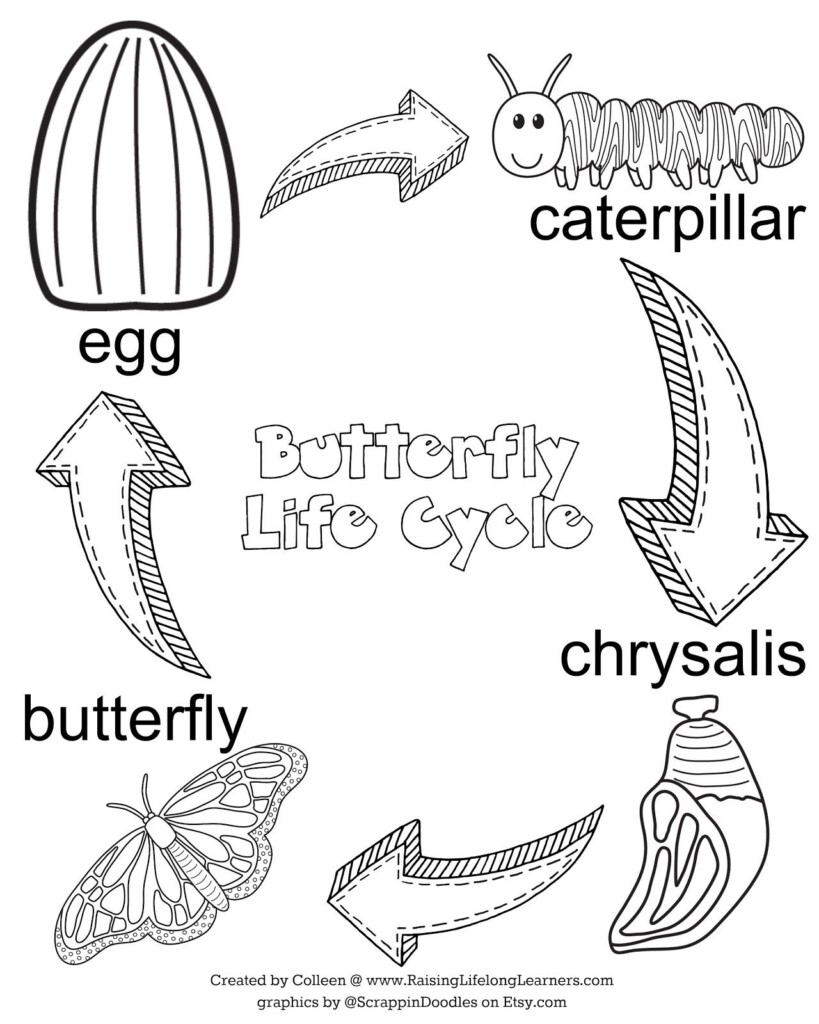 Butterfly Life Cycle Butterfly Life Cycle Preschool Life Cycles