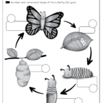 Butterfly Life Cycle Free Worksheet SKOOLGO