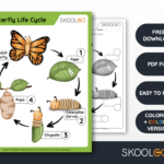 Butterfly Life Cycle Free Worksheet SKOOLGO