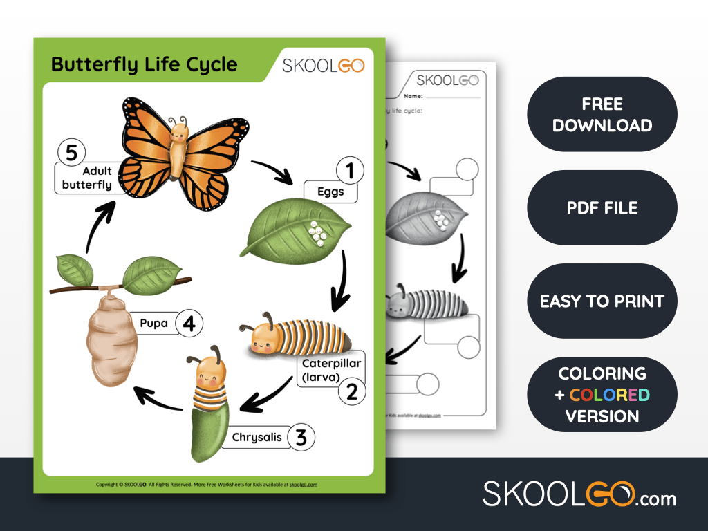 Butterfly Life Cycle Free Worksheet SKOOLGO