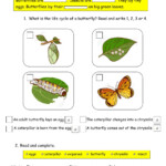 Butterfly Life Cycle Worksheet