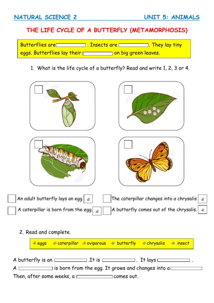 Butterfly Life Cycle Worksheet 20