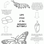 Butterfly Life Cycle Worksheet Butterfly Lessons Butterfly Life