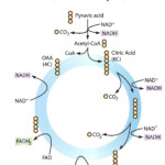 C 8 Photosynthesis And Respiration DFJHS Science Biology Lessons